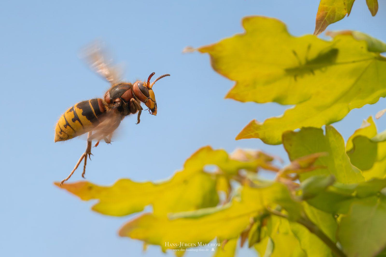 Eine Hornisse fliegt vor blauem Himmel