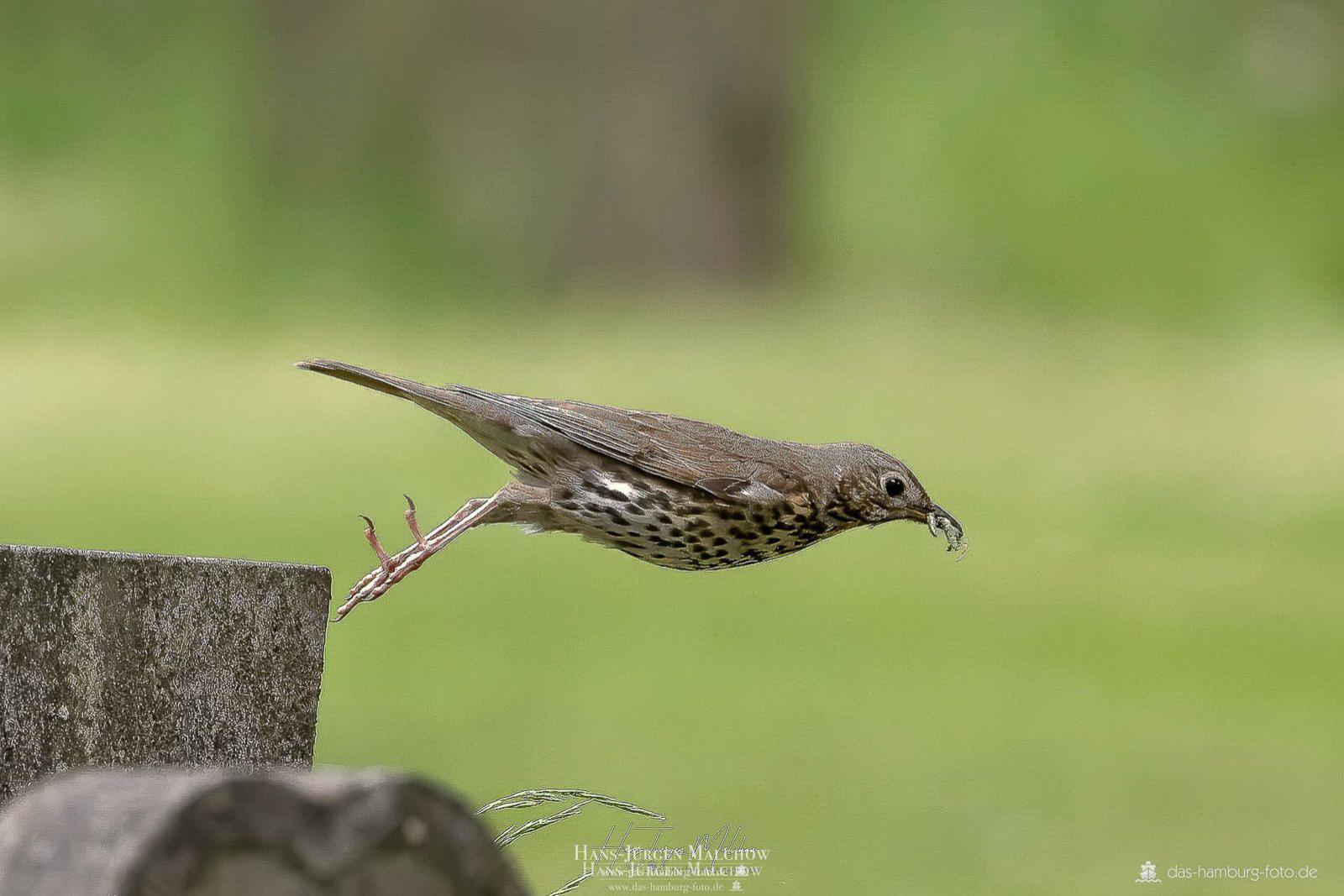Ein Vogel mit einem Wurm im Schnabel fliegt über eine Mauer