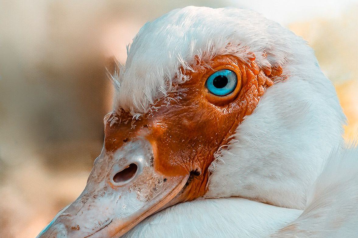 Nahaufnahme eines weißen Moschusenten mit leuchtend blauem Auge und orangefarbenem Gesicht.