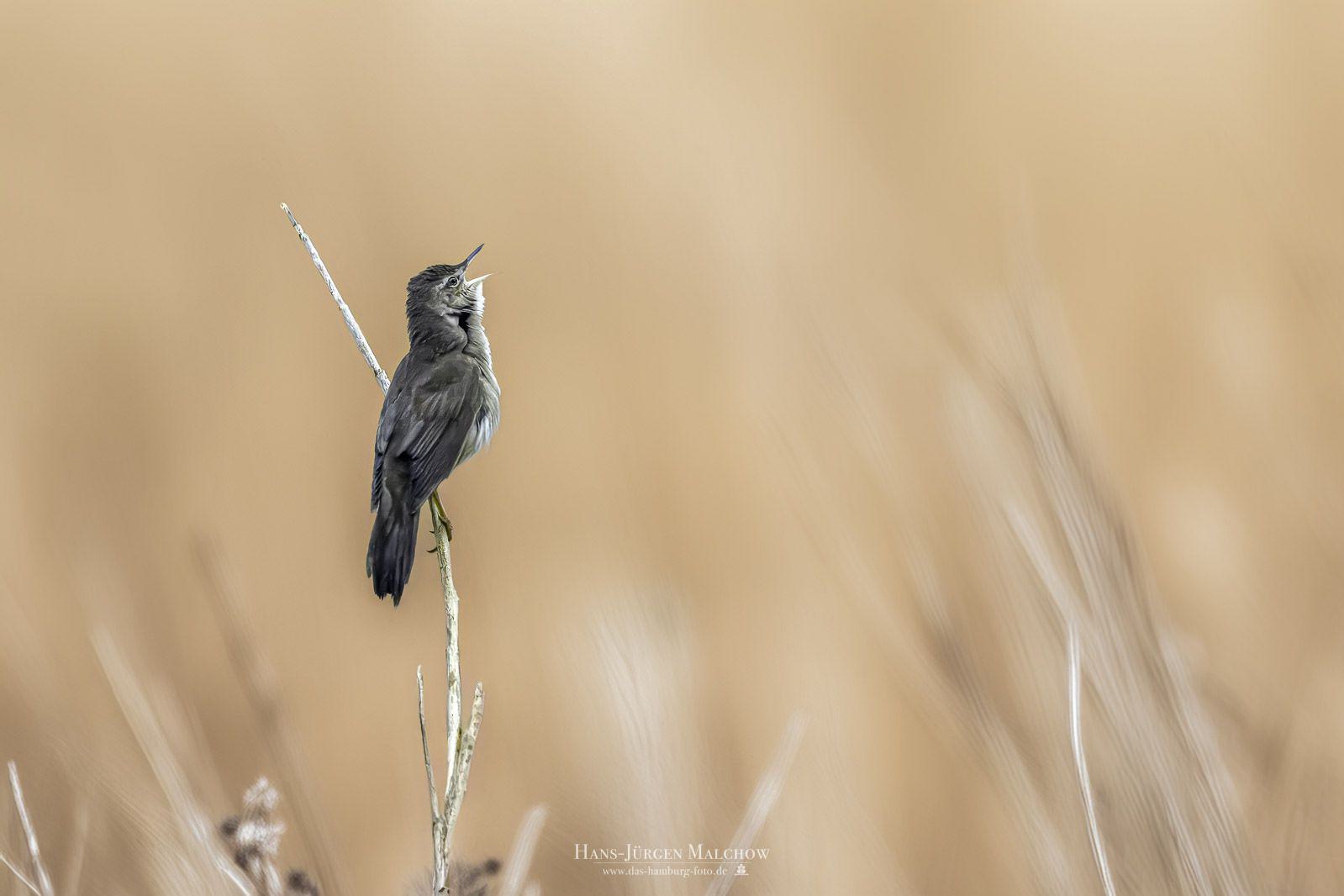 Ein kleiner graubrauner Vogel sitzt auf einem dünnen Ast und singt.