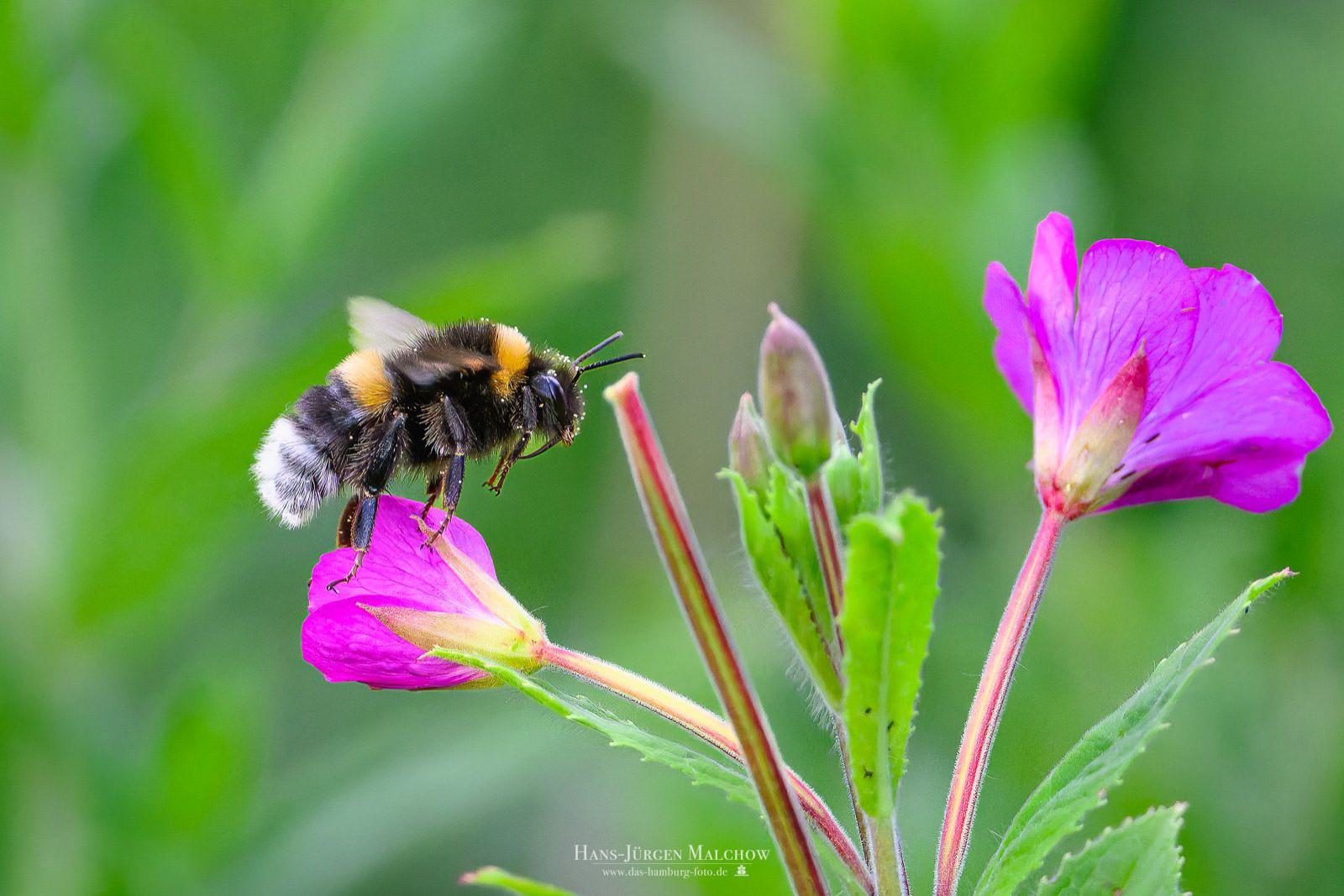 Eine Hummel sitzt auf einer pinken Blüte, auf dem Weg zu einer anderen Blüte.