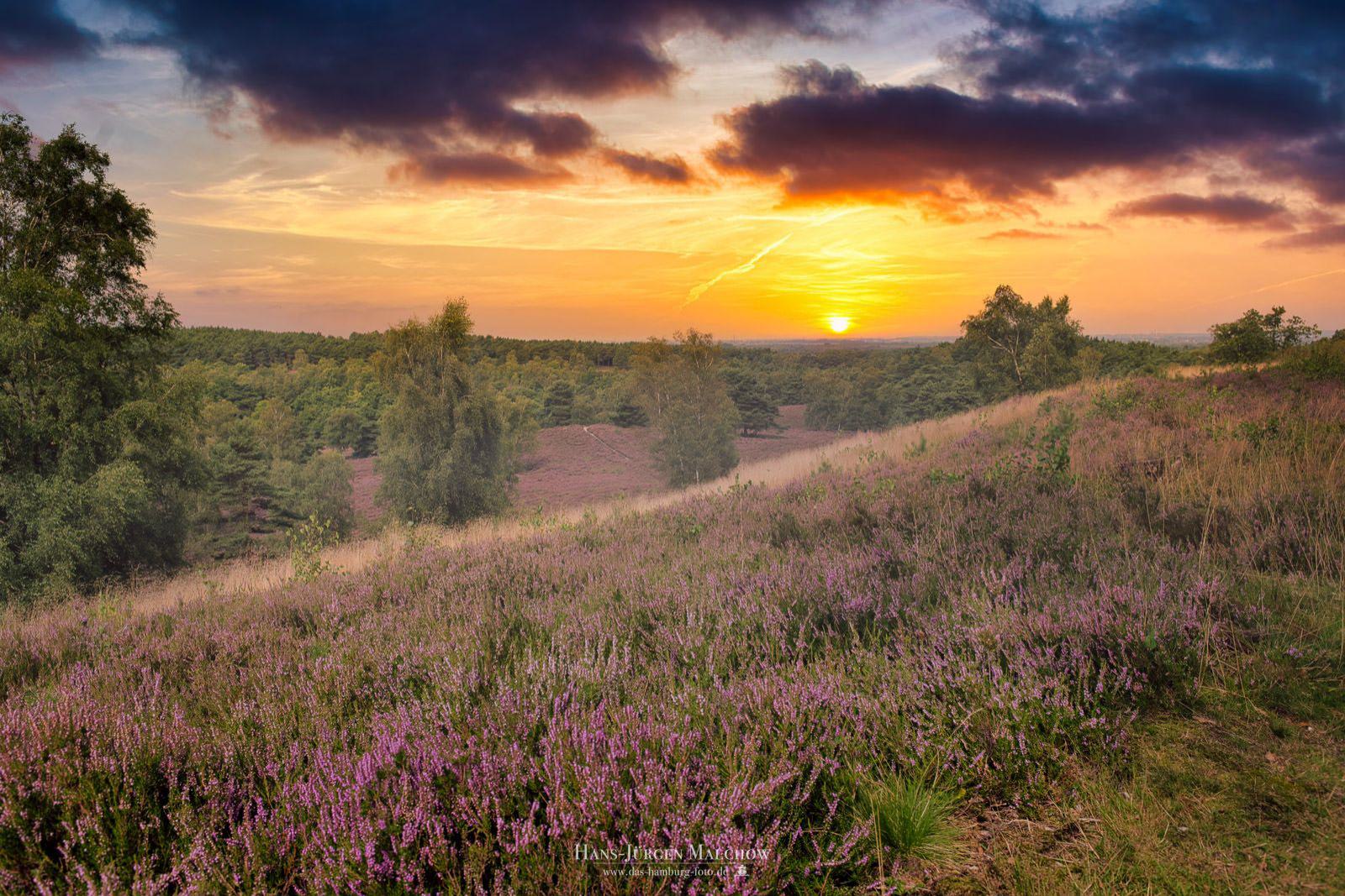 Sonnenuntergang über einer Heide- und Waldlandschaft.