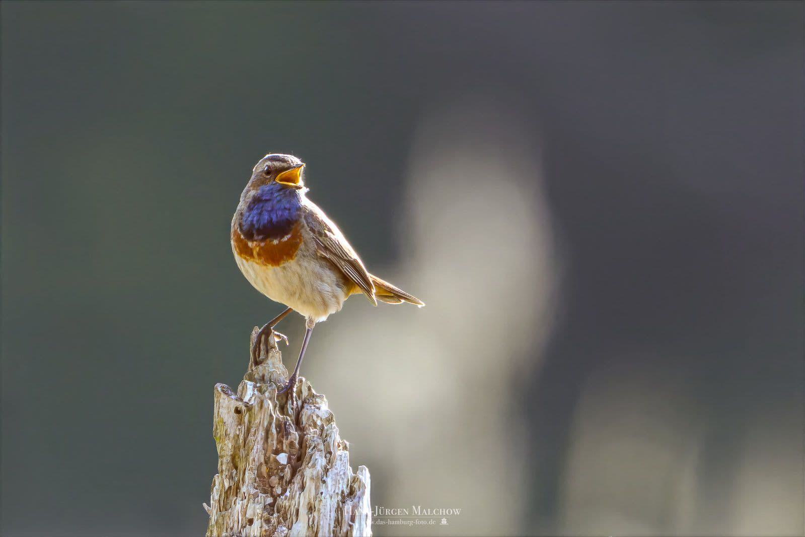 _DSC0917_bloom_medium_2x-Bearbeitet