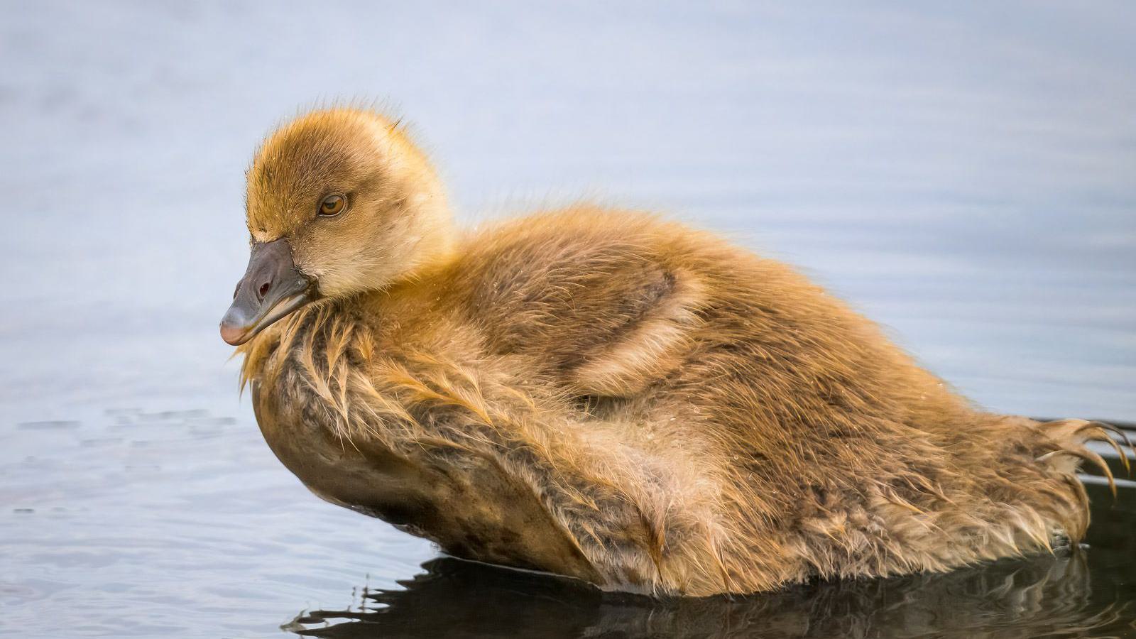 Ein junges braunes Küken sitzt im Wasser und blickt nach links.
