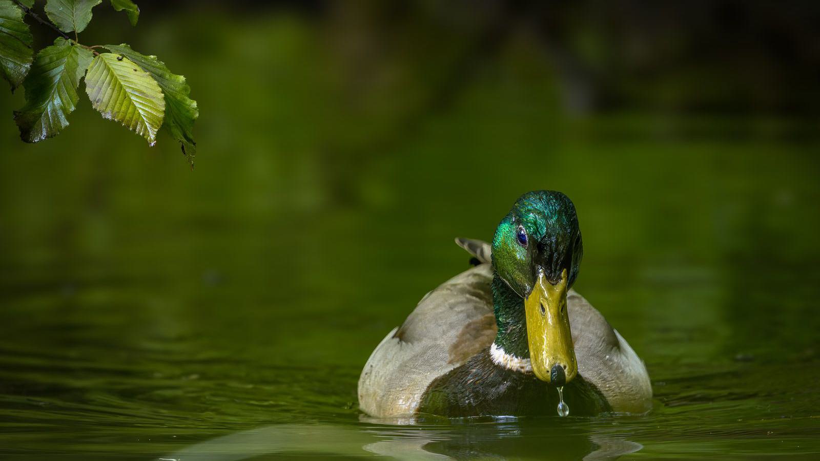Ein Erpel schwimmt in grünem Wasser mit einem Wassertropfen, der von seinem Schnabel fällt.