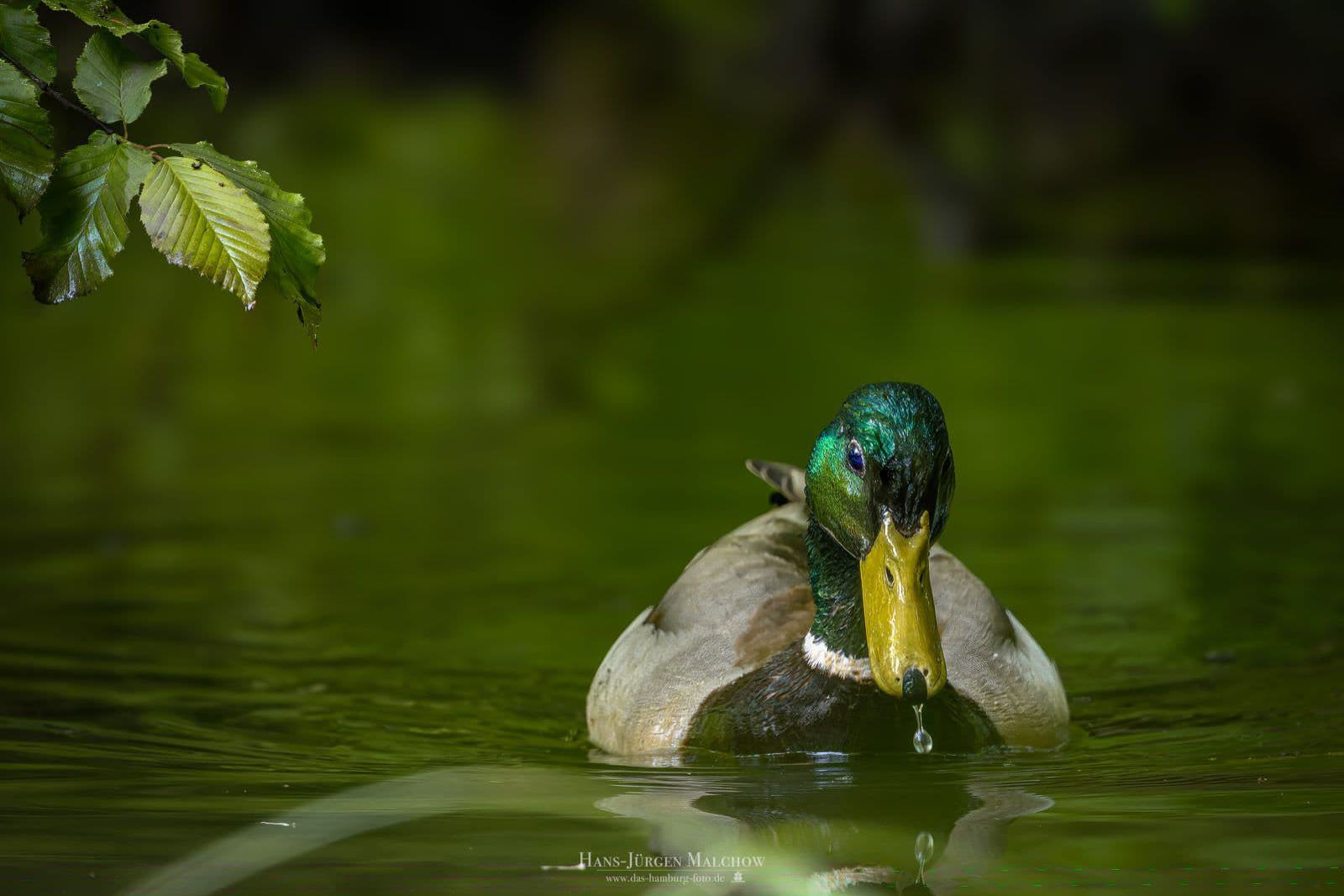 Ein Erpel schwimmt in grünem Wasser mit einem Wassertropfen, der von seinem Schnabel fällt.