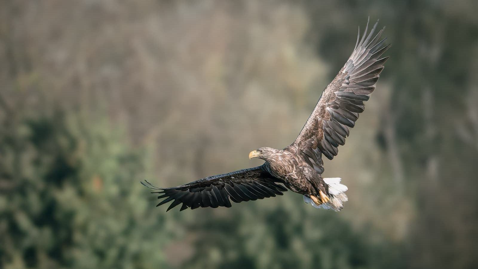 Ein Seeadler fliegt mit ausgebreiteten Flügeln durch die Luft.