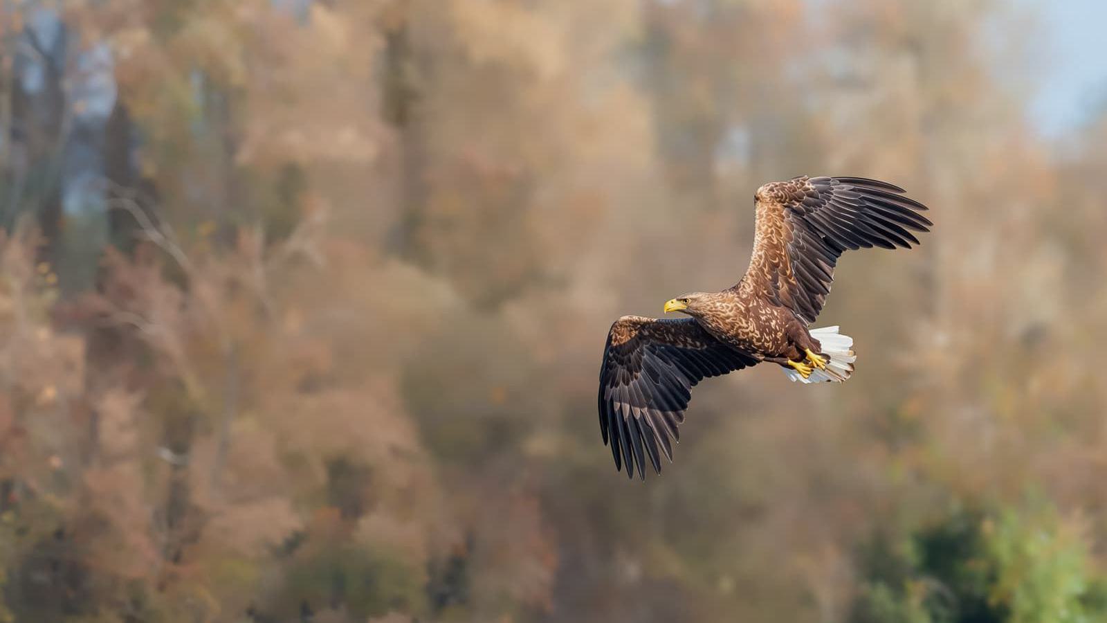 Ein Seeadler fliegt mit ausgebreiteten Flügeln im Flug, der Hintergrund ist ein verschwommener Herbstwald.