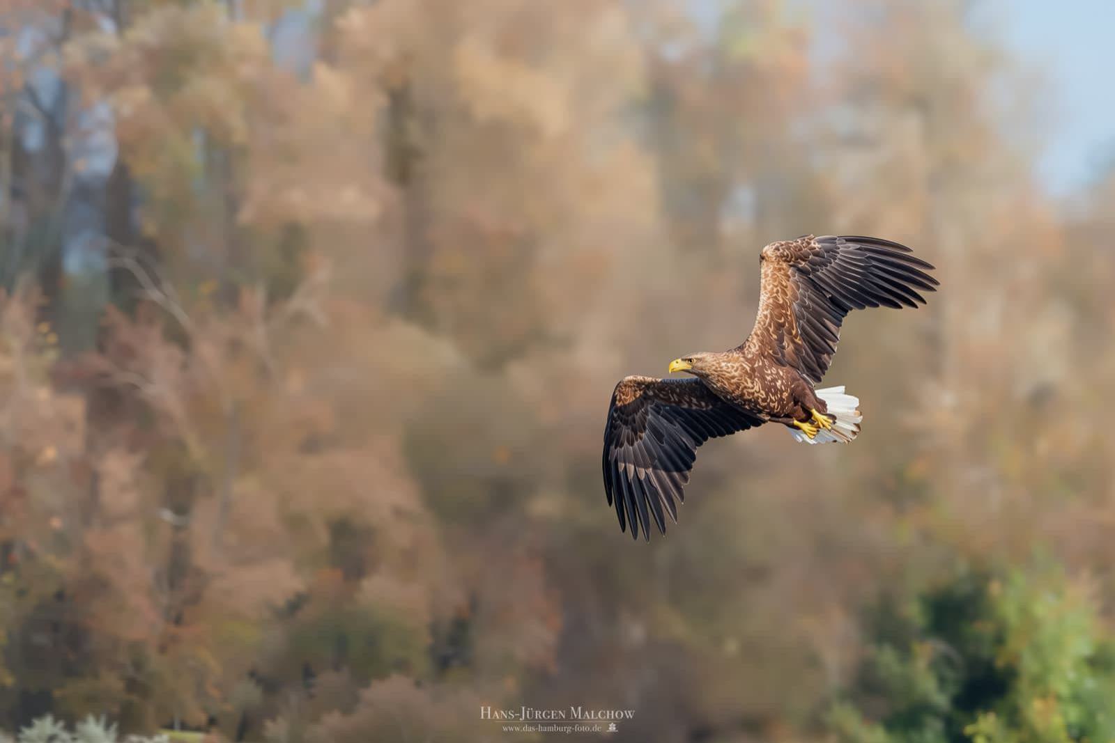 Ein Seeadler fliegt mit ausgebreiteten Flügeln im Flug, der Hintergrund ist ein verschwommener Herbstwald.