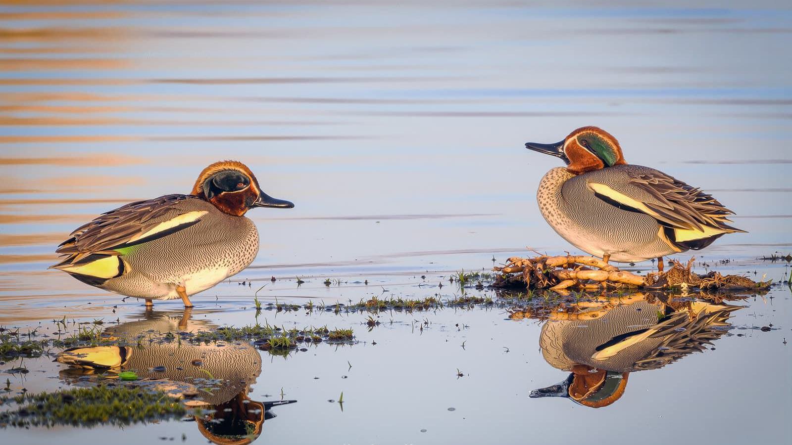 Zwei Krickenten stehen im flachen Wasser mit ihren Spiegelbildern unter ihnen.