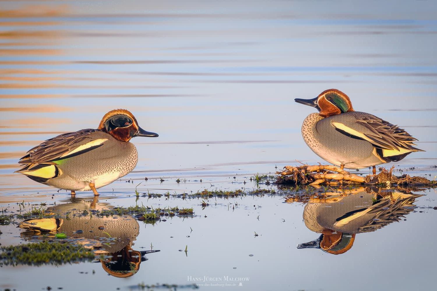 Zwei Krickenten stehen im flachen Wasser mit ihren Spiegelbildern unter ihnen.
