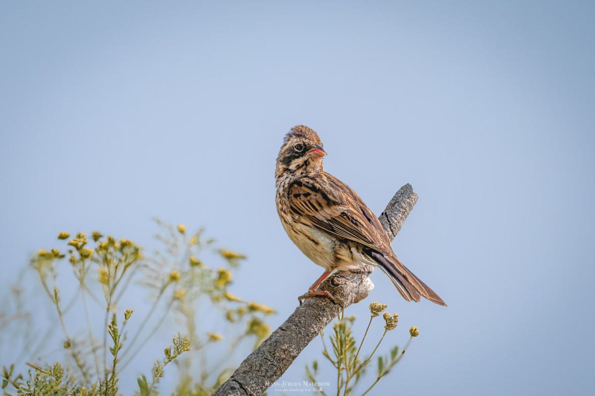 Ein kleines braunes Vogel auf einem Ast sitzend.