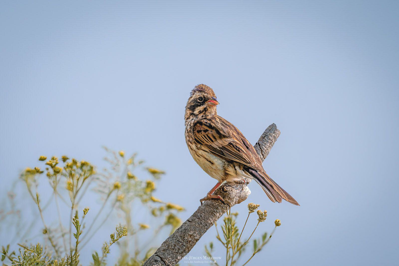 Ein kleines braunes Vogel auf einem Ast sitzend.
