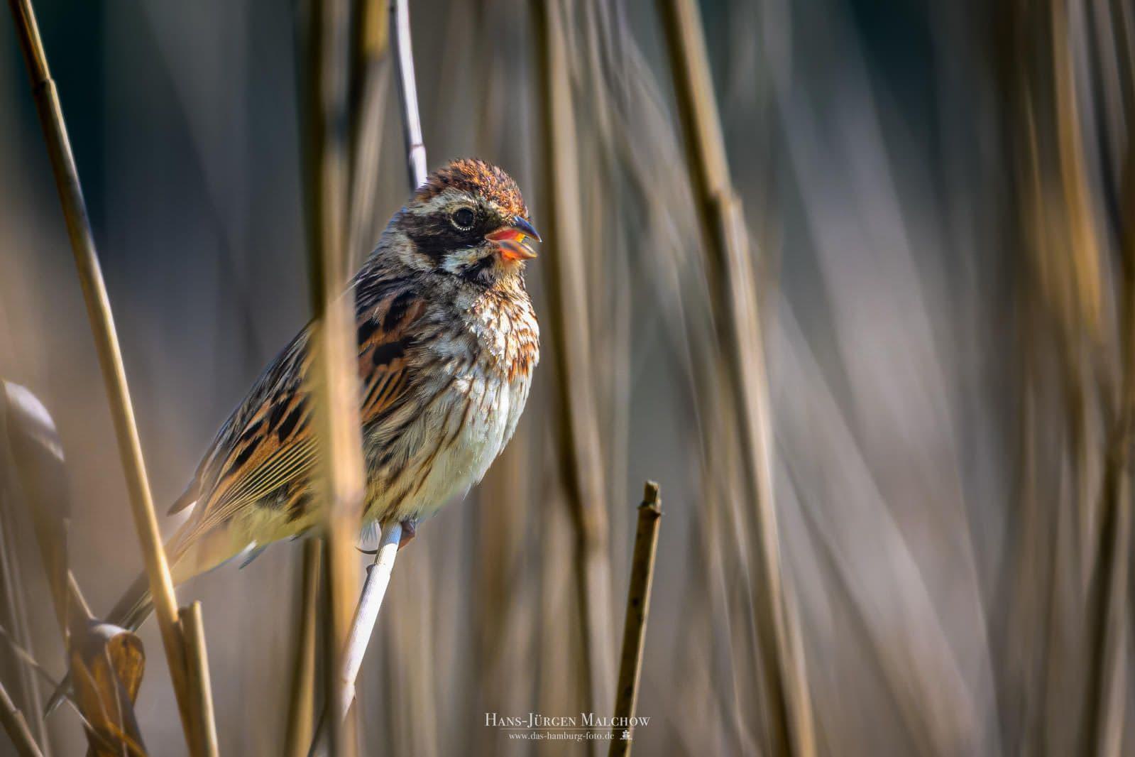 _DSC3599_DxO-Bearbeitet