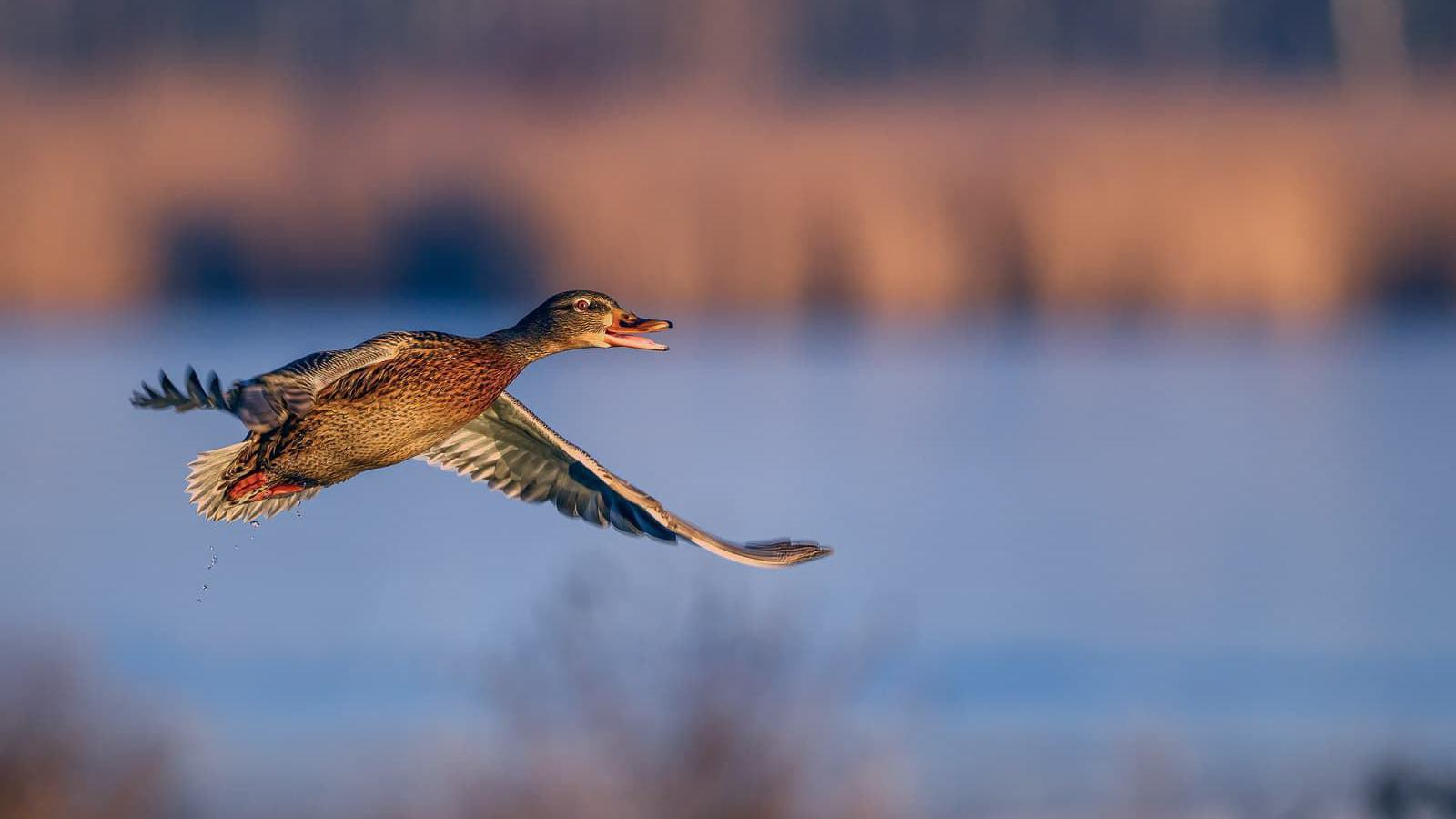 Eine Stockente fliegt mit ausgebreiteten Flügeln und offenem Schnabel über einem Gewässer.