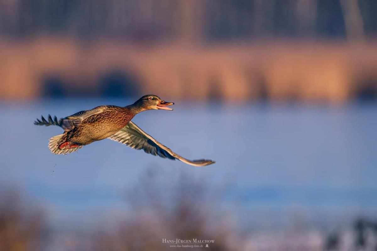 Eine Stockente fliegt mit ausgebreiteten Flügeln und offenem Schnabel über einem Gewässer.