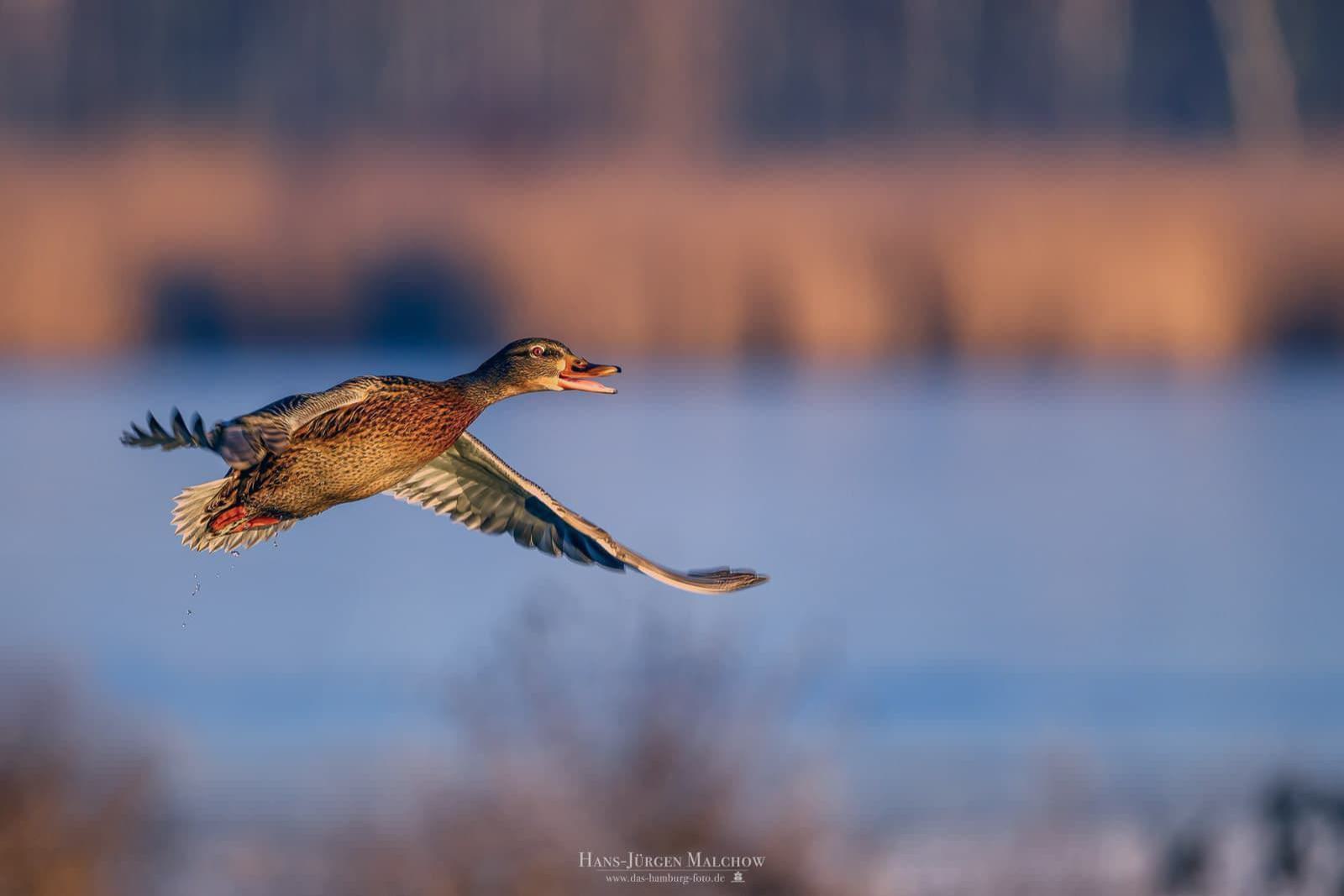 Eine Stockente fliegt mit ausgebreiteten Flügeln und offenem Schnabel über einem Gewässer.