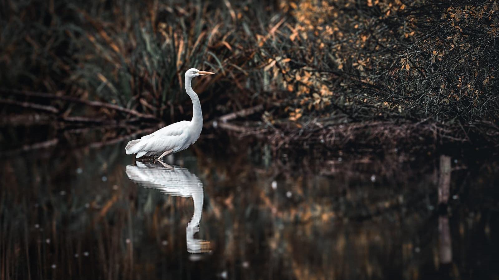Ein großer weißer Reiher steht im flachen Wasser eines Teichs mit reflektierendem Gefieder.
