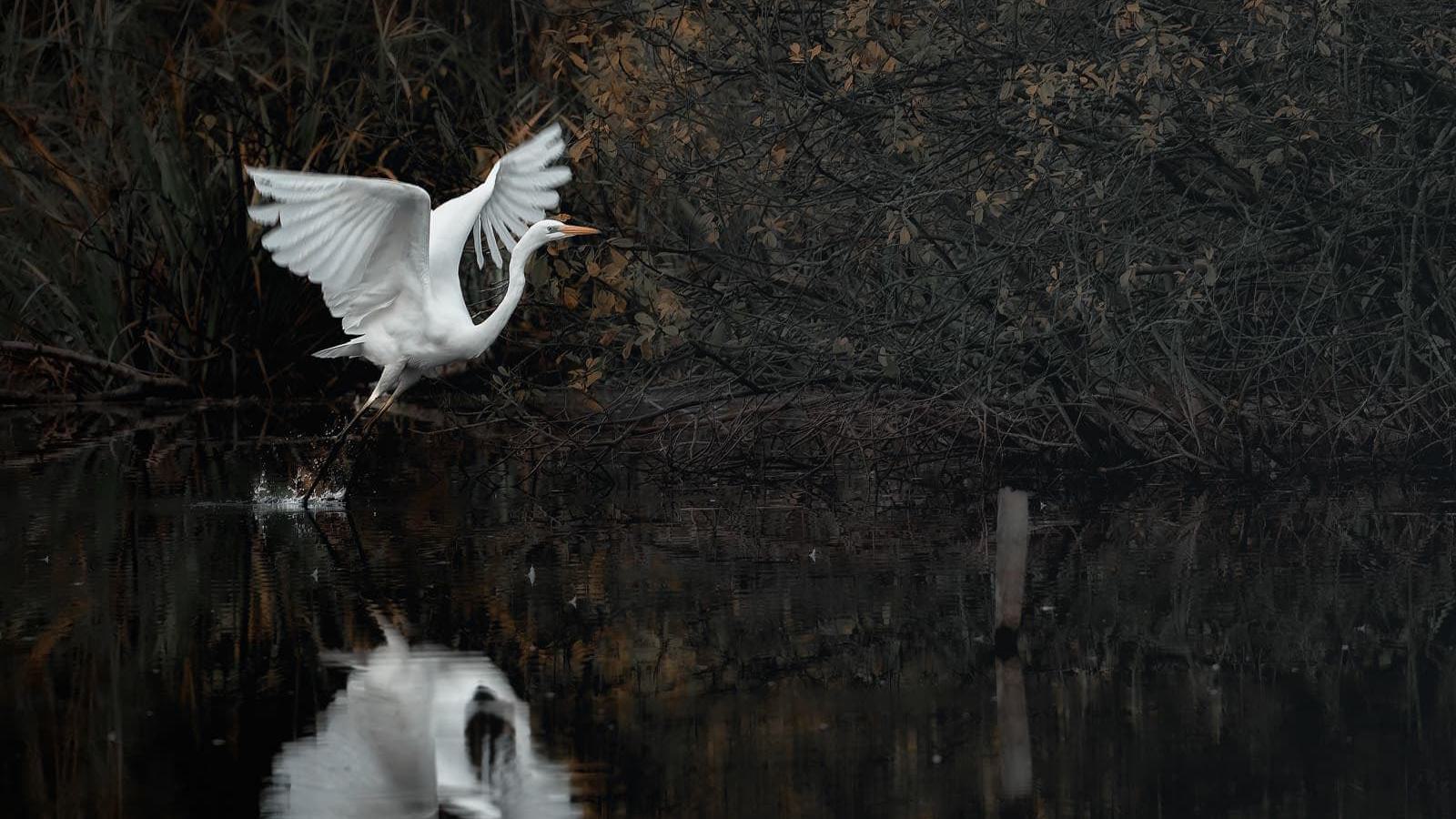Ein Reiher steigt aus dem Wasser auf und breitet seine Flügel aus, wobei sein Spiegelbild im dunklen Wasser sichtbar ist.