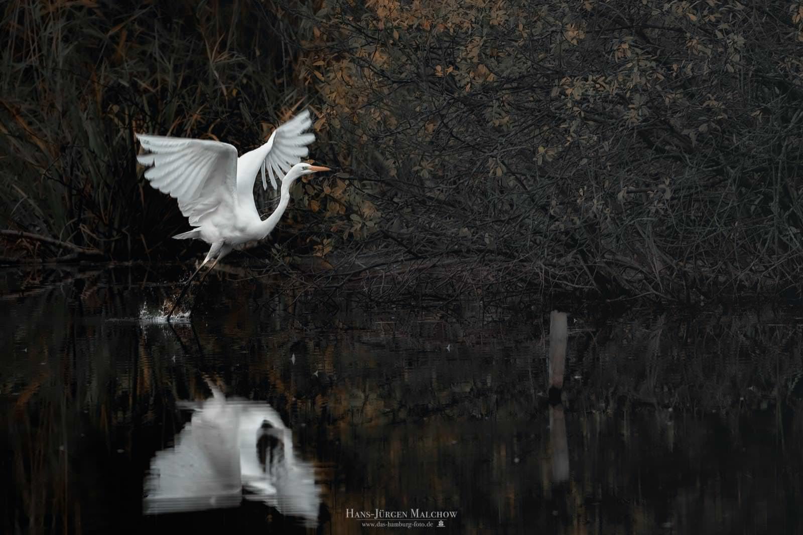 Ein Reiher steigt aus dem Wasser auf und breitet seine Flügel aus, wobei sein Spiegelbild im dunklen Wasser sichtbar ist.