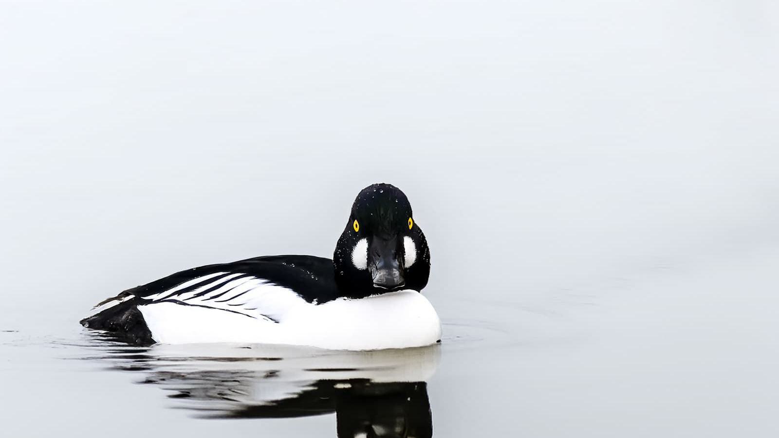 Eine Schellente schwimmt in ruhigem Wasser und blickt direkt in die Kamera