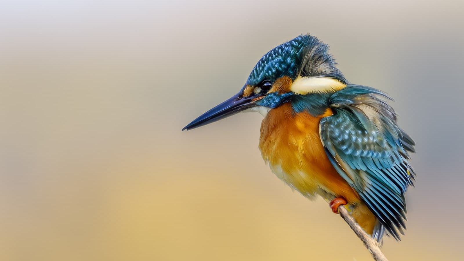 Ein Eisvogel sitzt auf einem Ast.