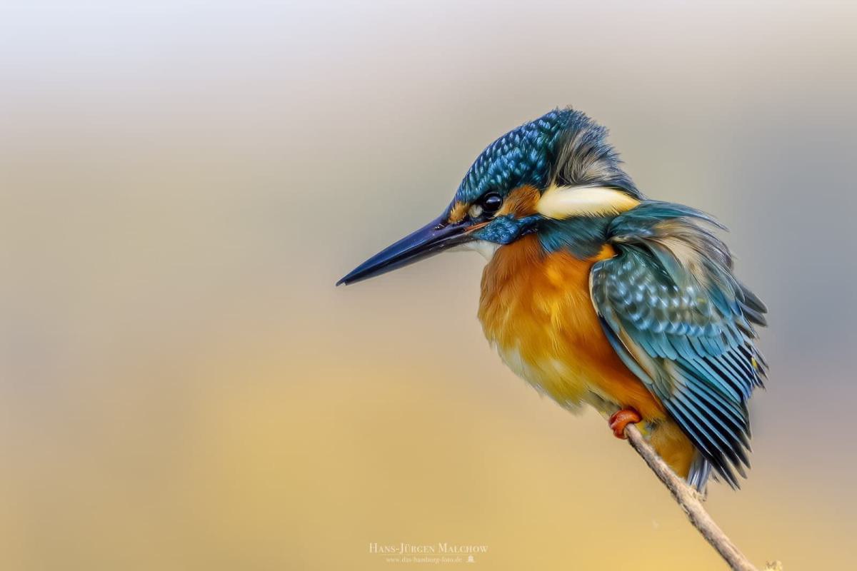 Ein Eisvogel sitzt auf einem Ast.
