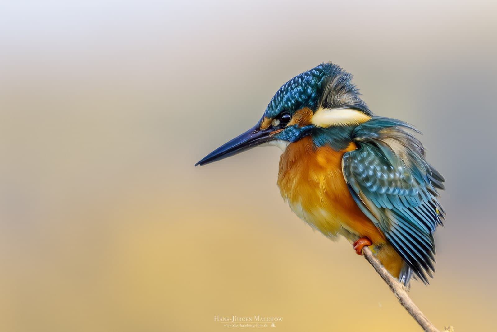Ein Eisvogel sitzt auf einem Ast.