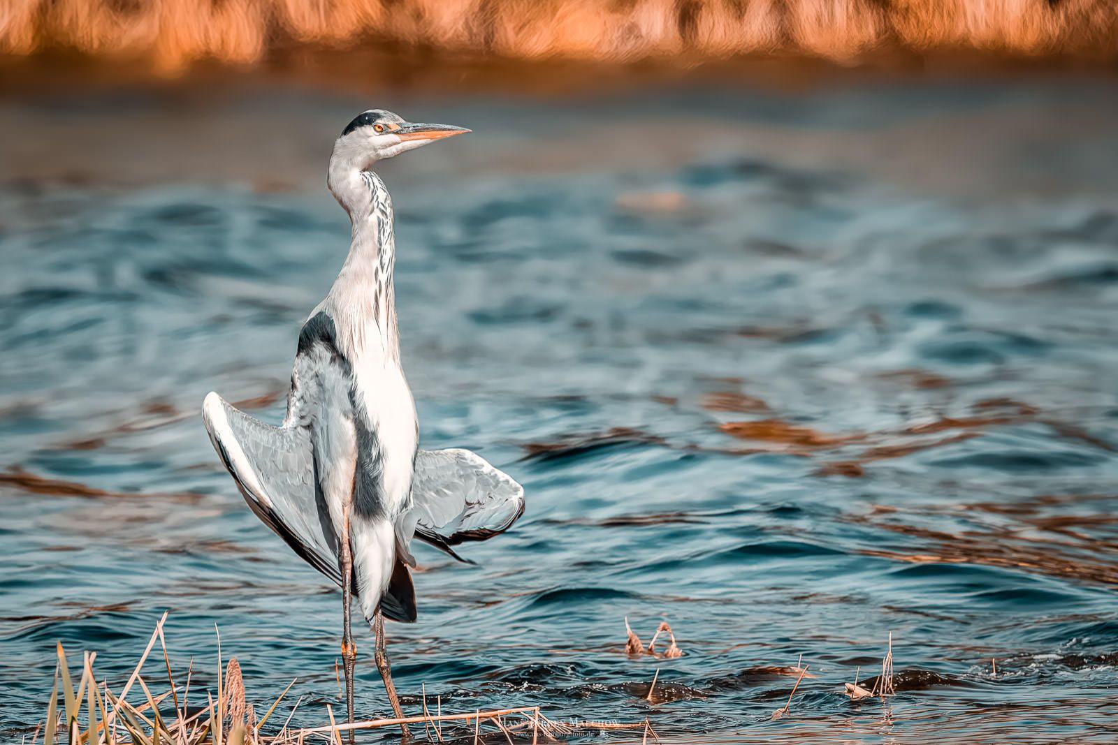 Ein Reiher mit geöffneten Flügeln steht im flachen Wasser mit Wellen und einigen abgestorbenen Pflanzen.