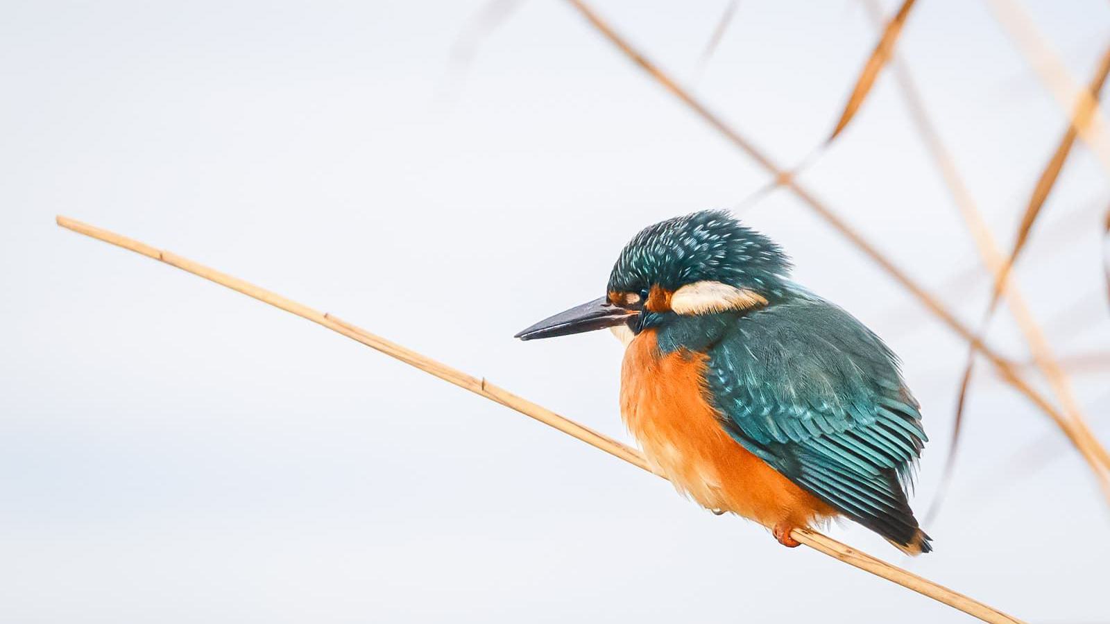 Ein Eisvogel sitzt auf einem dünnen Zweig vor hellem Hintergrund.
