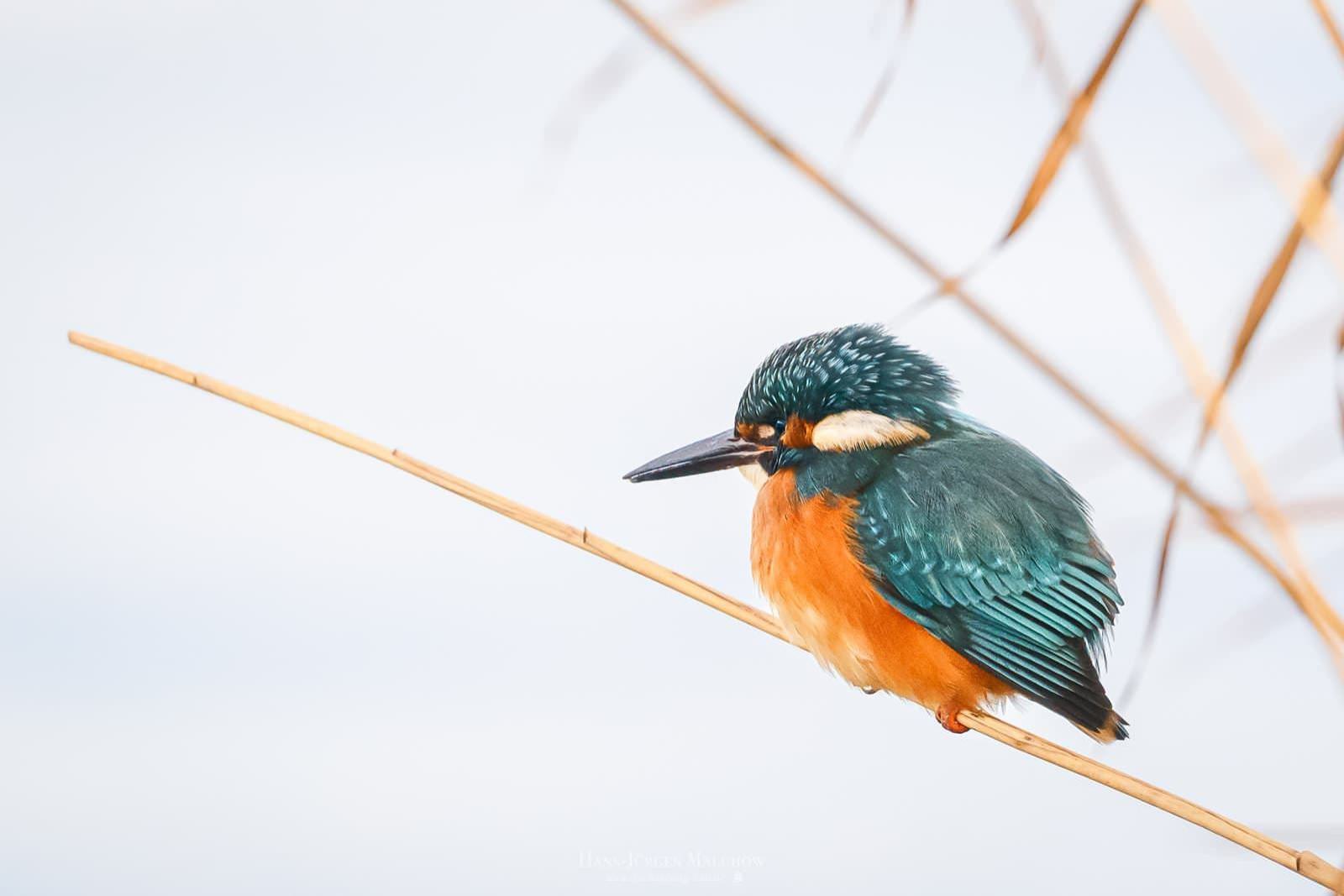 Ein Eisvogel sitzt auf einem dünnen Zweig vor hellem Hintergrund.