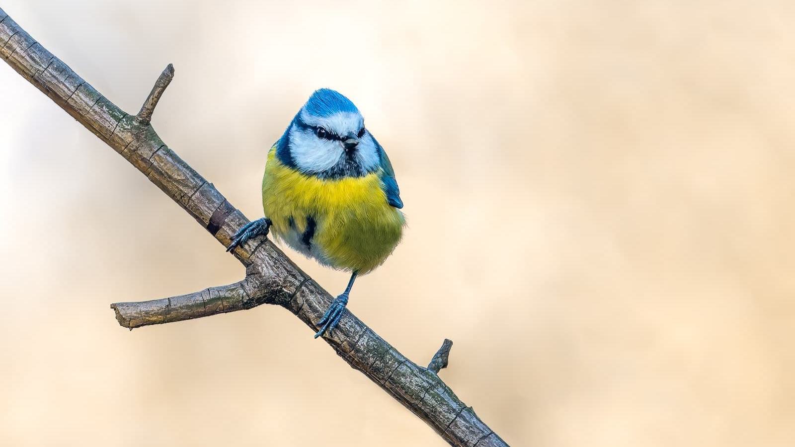 Eine Blaumeise sitzt auf einem Ast. Der Vogel hat einen blauen Kopf, weiße Wangen und eine gelbe Brust.