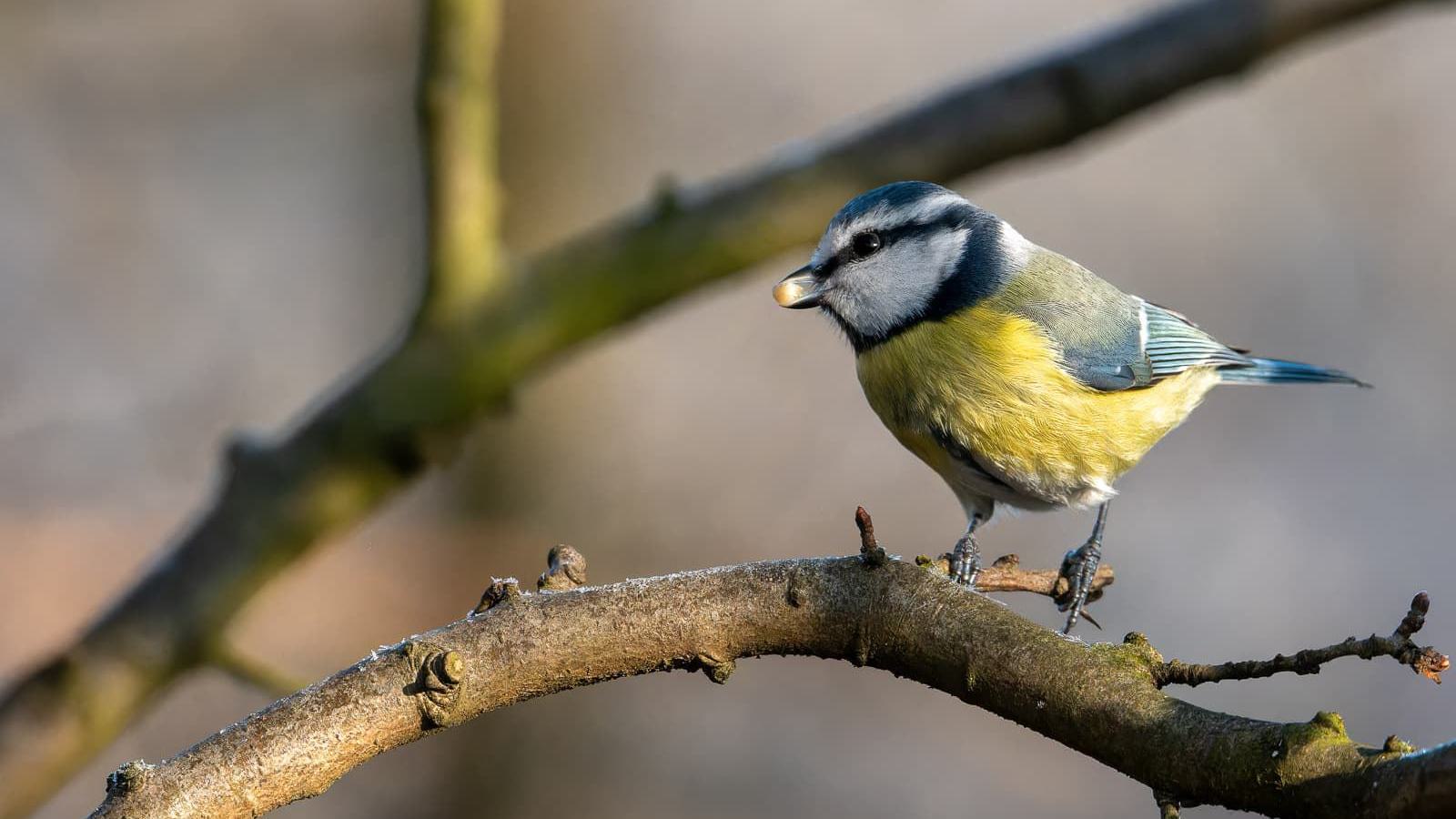 Ein Blaumeise sitzt auf einem Ast und hält ein Samenkorn im Schnabel.