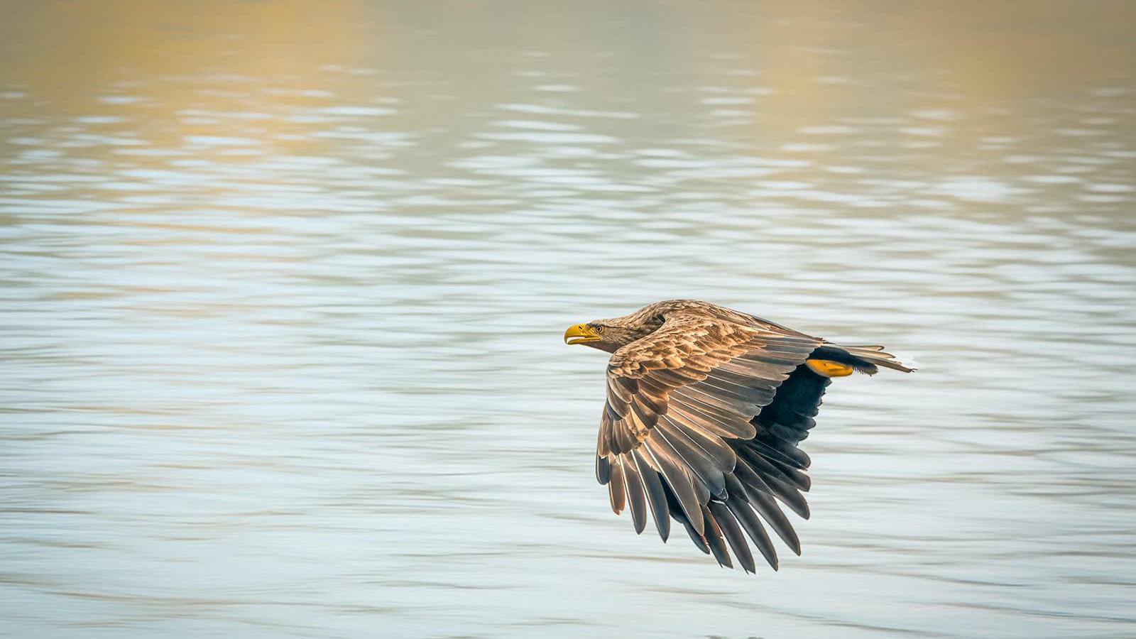 Ein Schreiadler fliegt über dem Wasser.