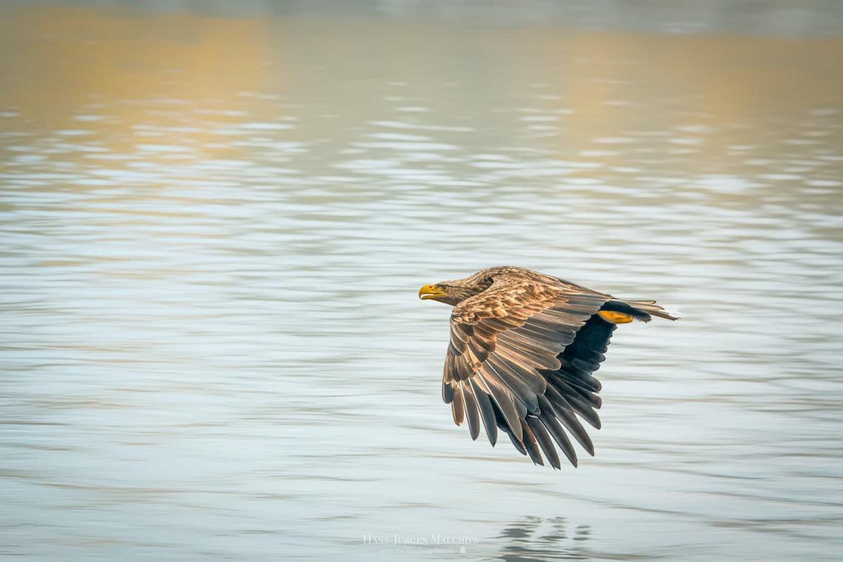 Ein Schreiadler fliegt über dem Wasser.