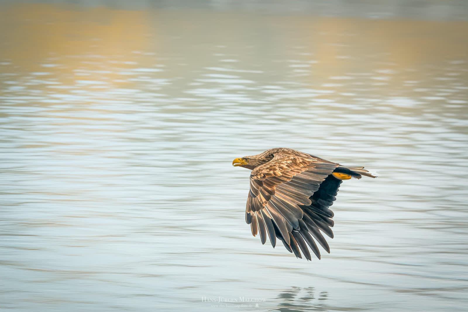 Ein Schreiadler fliegt über dem Wasser.