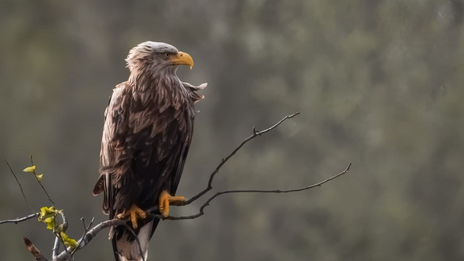 Ein Seeadler sitzt auf einem Ast und schaut nach rechts.