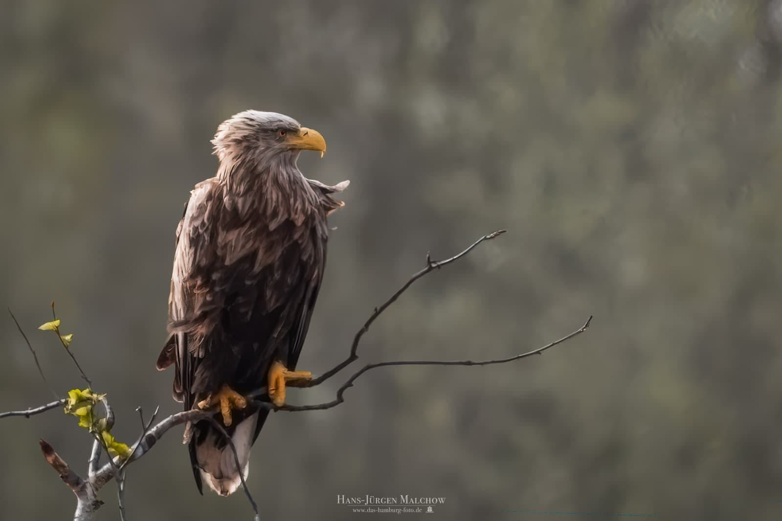 Ein Seeadler sitzt auf einem Ast und schaut nach rechts.