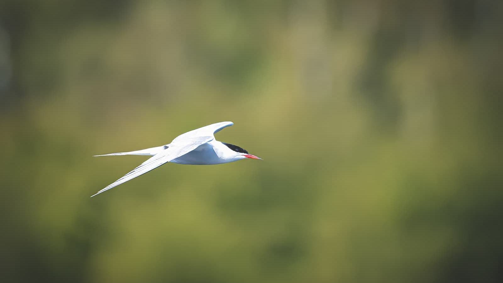 Eine Flussseeschwalbe fliegt mit ausgebreiteten Flügeln