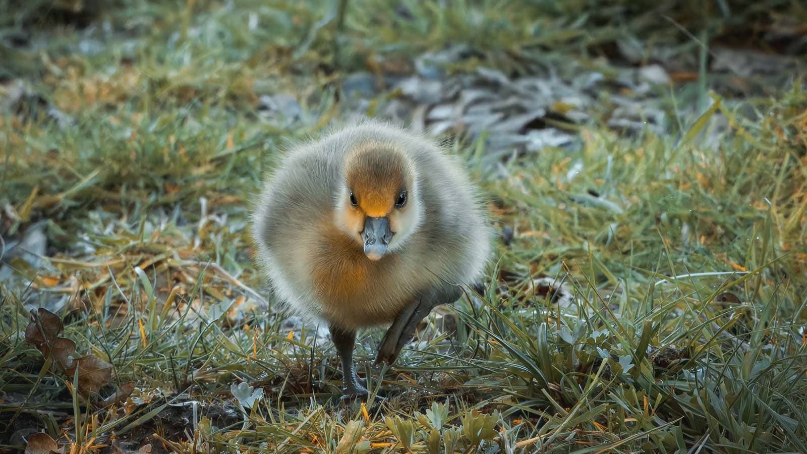 Ein junges Küken mit flauschigem braun-grauem Gefieder und gelben Akzenten im Gesicht steht auf einem Bein inmitten von grünem Gras.