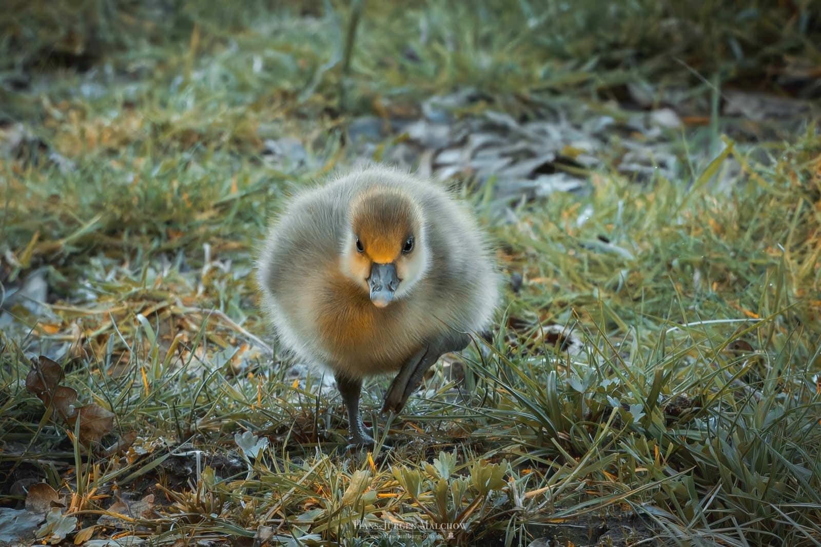 Ein junges Küken mit flauschigem braun-grauem Gefieder und gelben Akzenten im Gesicht steht auf einem Bein inmitten von grünem Gras.