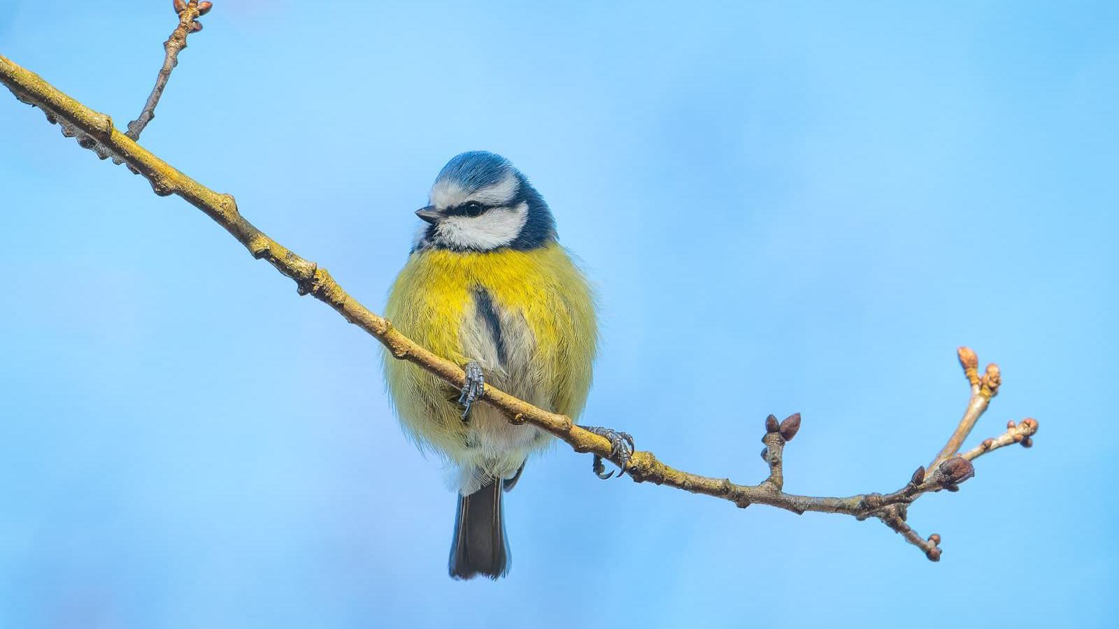 Blaumeise sitzt auf einem Ast vor blauem Himmel