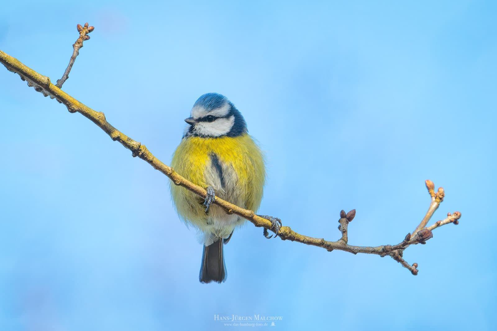 Blaumeise sitzt auf einem Ast vor blauem Himmel
