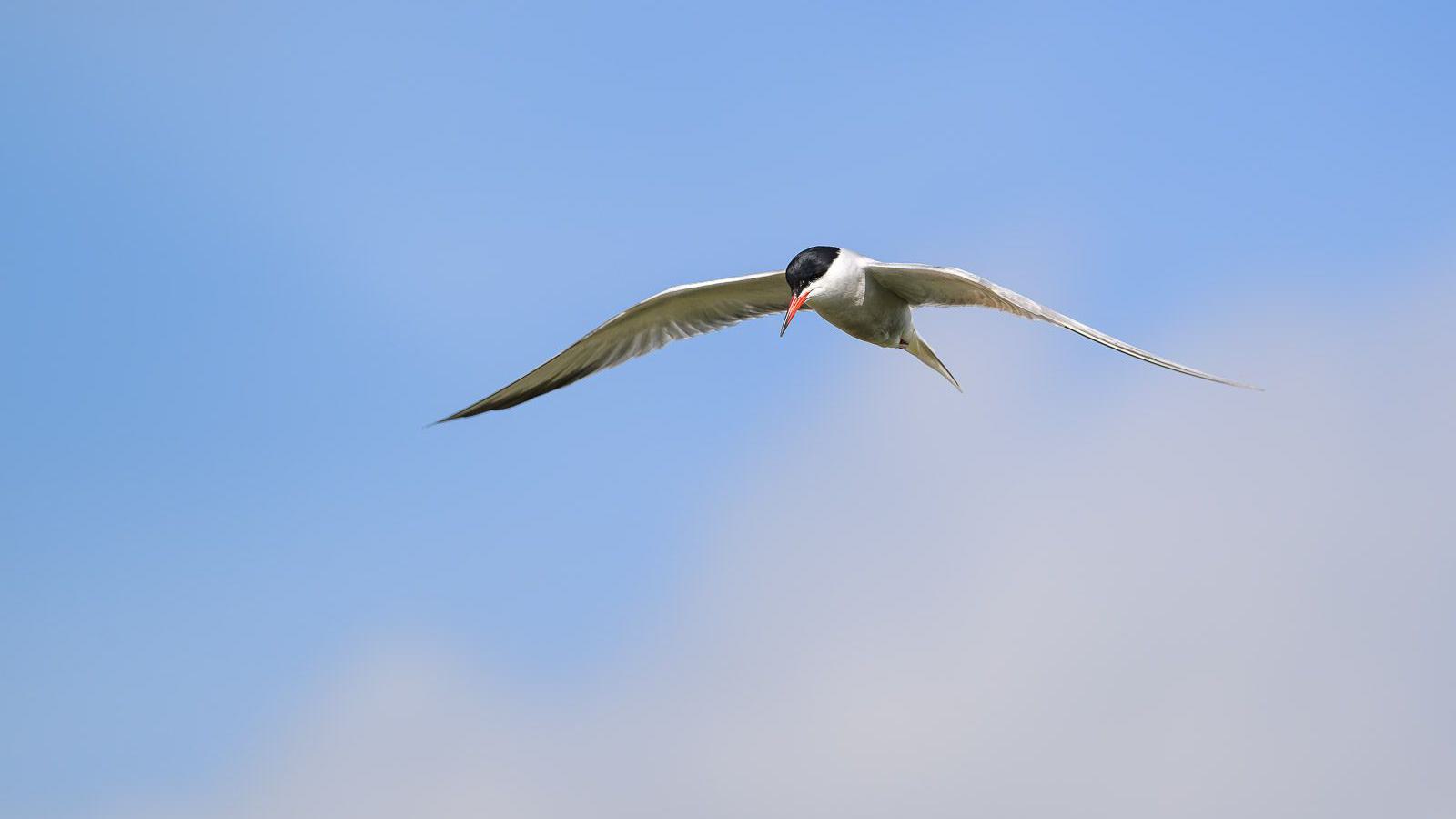 Eine Flussseeschwalbe fliegt mit ausgebreiteten Flügeln gegen einen blauen Himmel.