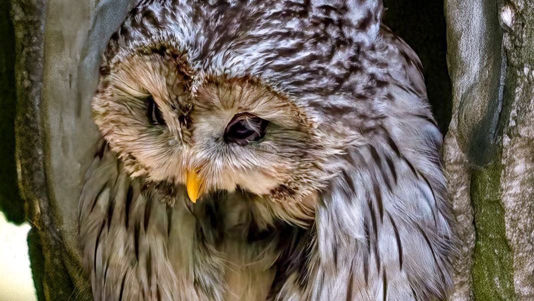 Eine Waldohreule sitzt in einer Baumhöhle.