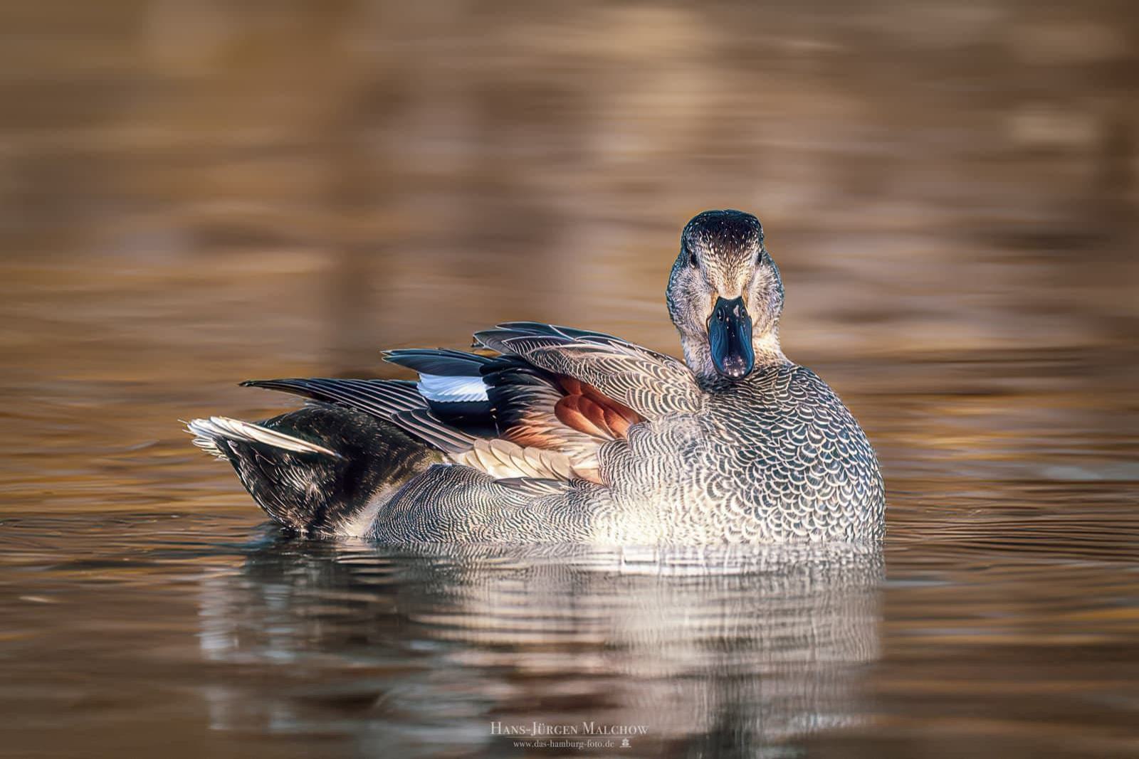 Eine Ente schwimmt auf ruhigem Wasser.