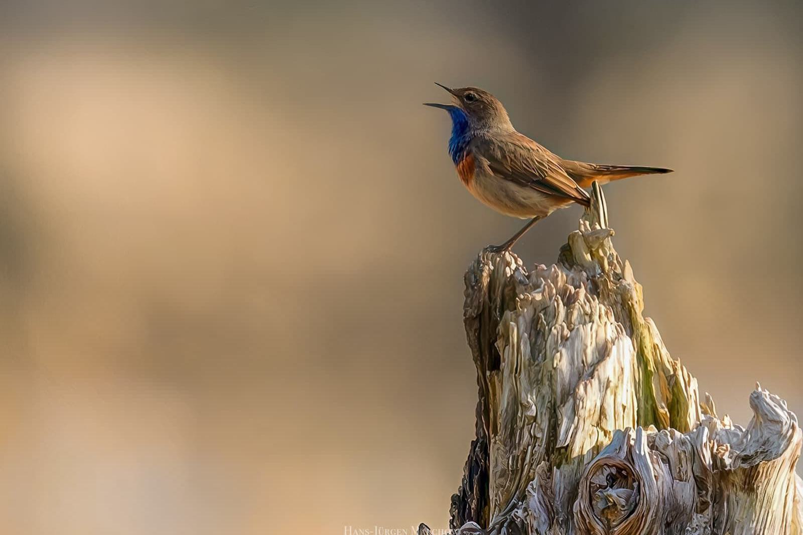 Ein kleiner Vogel mit blauem und orangenem Kehlfleck sitzt auf einem verwitterten Baumstumpf und singt.