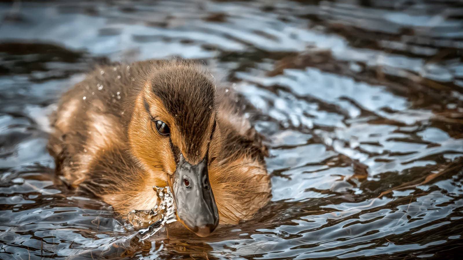 Ein junges Entenküken schwimmt im Wasser und blickt nach vorne.