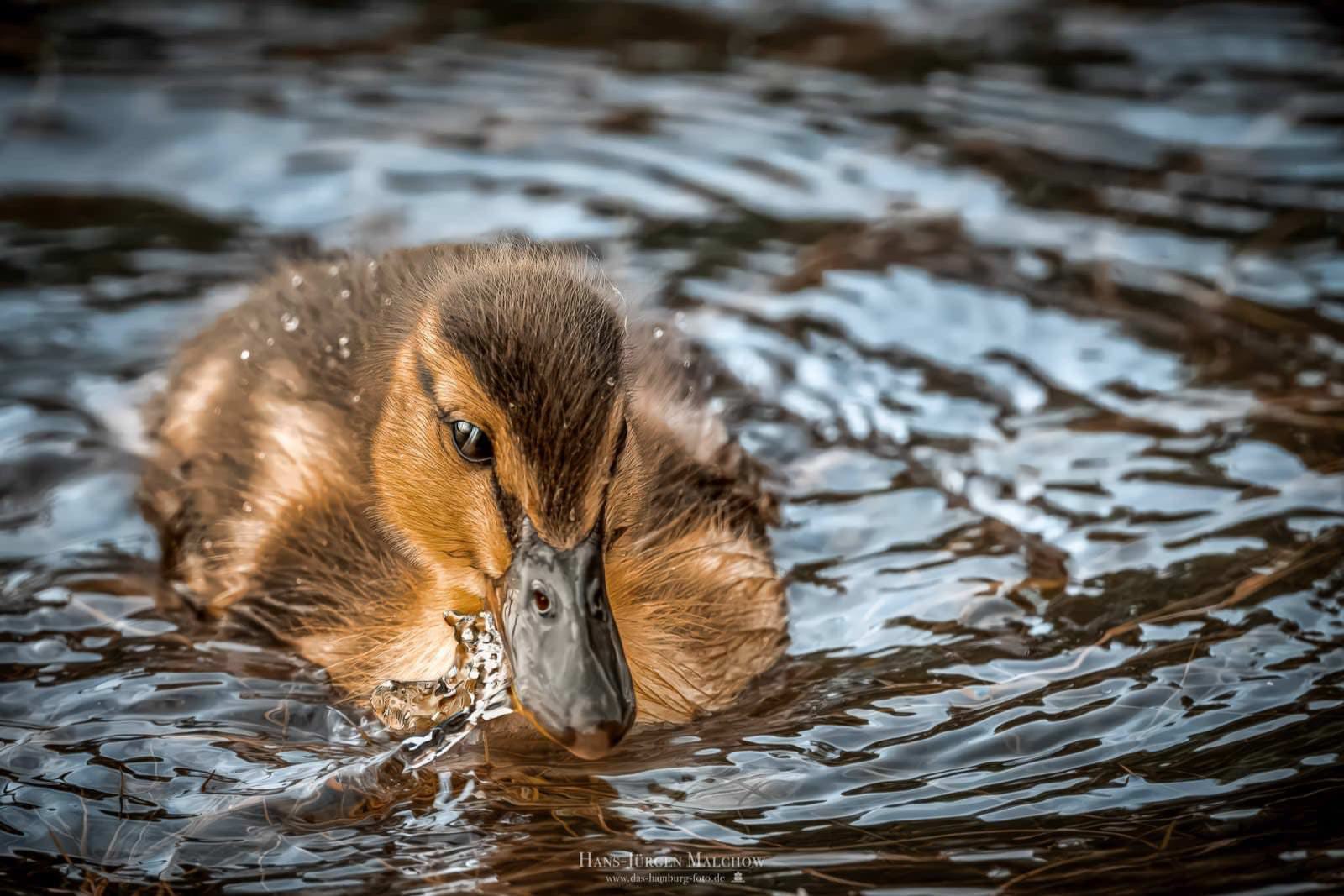 Ein junges Entenküken schwimmt im Wasser und blickt nach vorne.