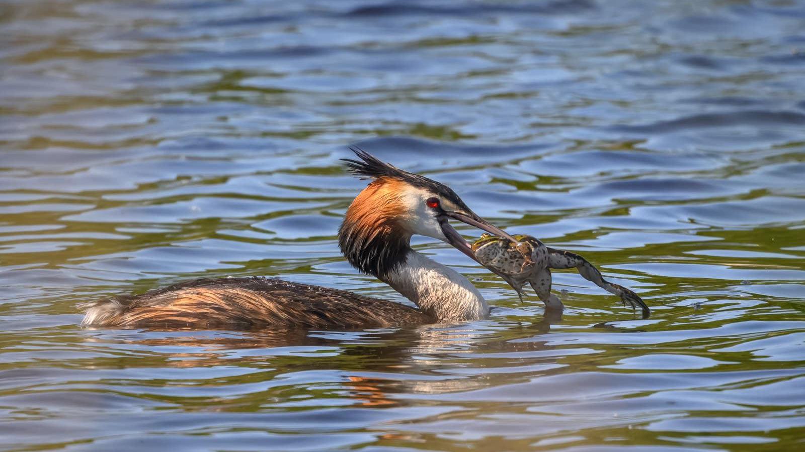 Ein Haubentaucher schwimmt auf dem Wasser und hält eine Kröte im Schnabel.